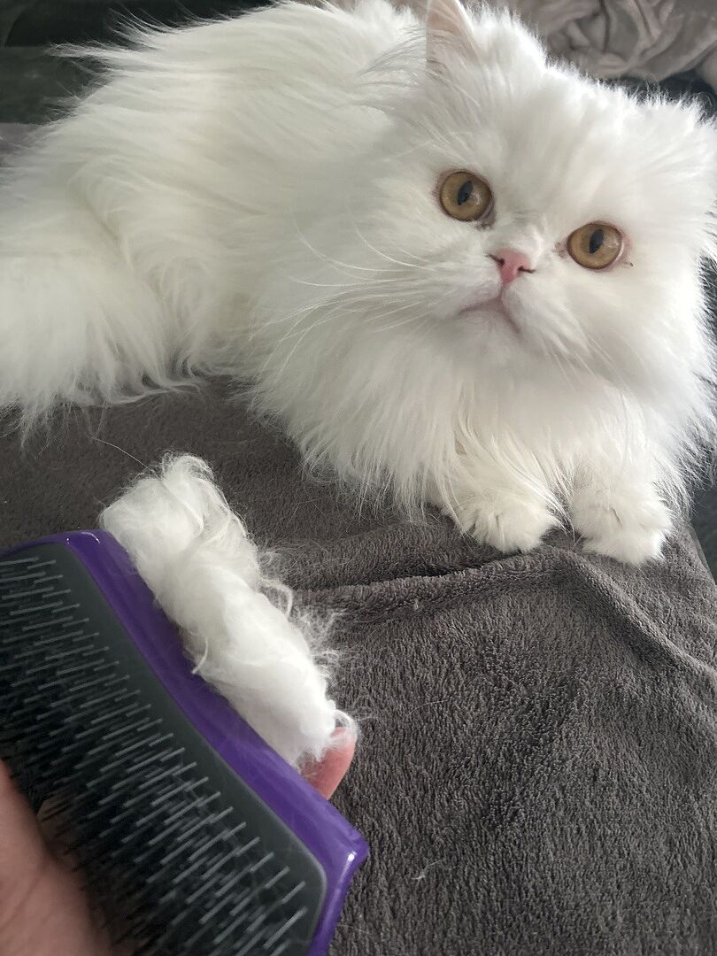 Weniger Haare auf dem Sofa – endlich!
