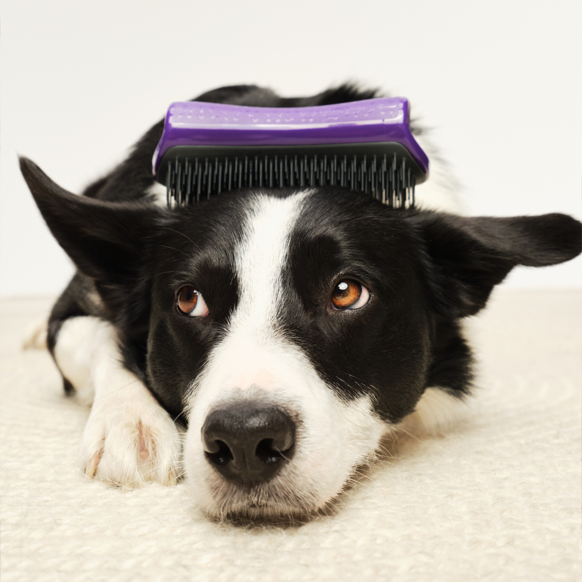 tangle-teezer-de-shedding-hundeb-rste-palm-grooming-b-rste-f-r-doppelmantel-hund image 6